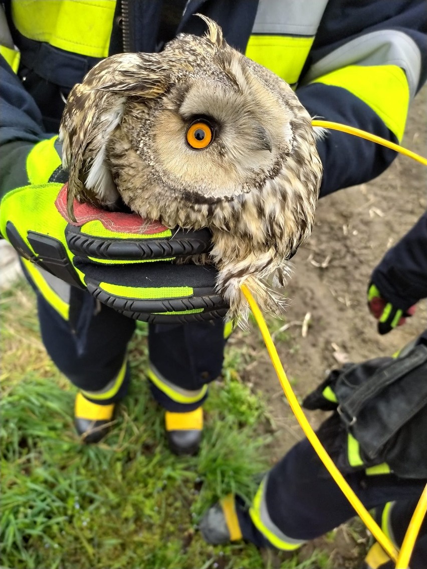 Strażacy z OSP Orły koło Przemyśla uratowali sowę, która wpadła do studzienki kanalizacyjnej [ZDJĘCIA]