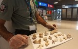 Na lotnisku Rzeszów - Jasionka KAS udaremniła przemyt 18 fragmentów rafy koralowej [ZDJĘCIA]
