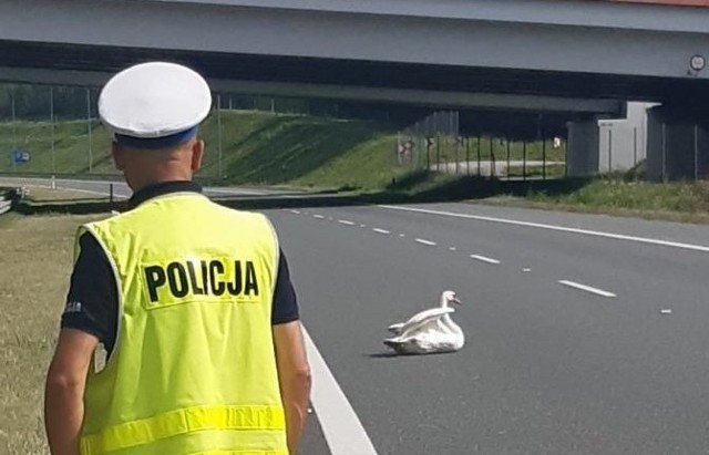 Ranny łabędź znajdował się na autostradzie A4 i zagrażał poruszającym się drogą samochodom. Interweniowali policjanci