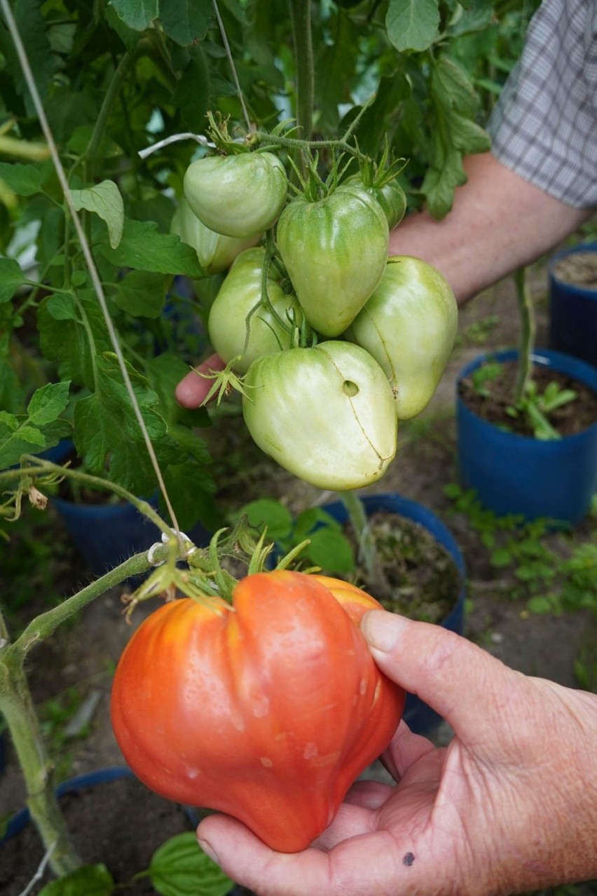 Kazimierz Prażych ocenia, że największe pomidory w jego szklarni mogą ważyć nawet około 1 kg