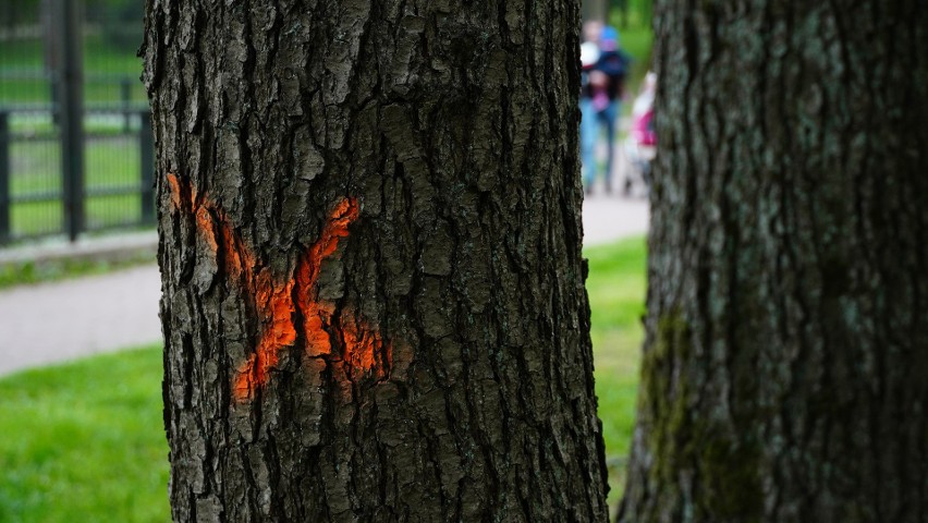 Tak wyglądają "krzyżyki", które namalowano na drzewach w...