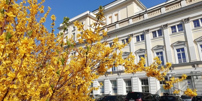 We Wrocławiu rozkwita wiosna. Kwitną magnolie, słońce...