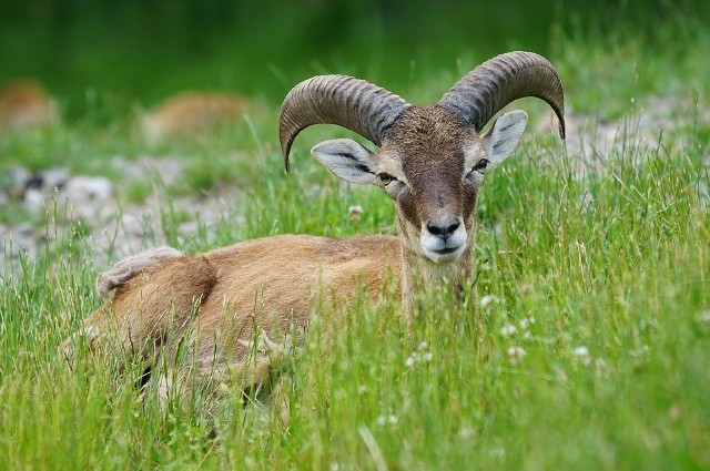 Muflony (dzikie owce górskie) sprowadzono do Polski z Korsyki i Sardynii na początku XX wieku