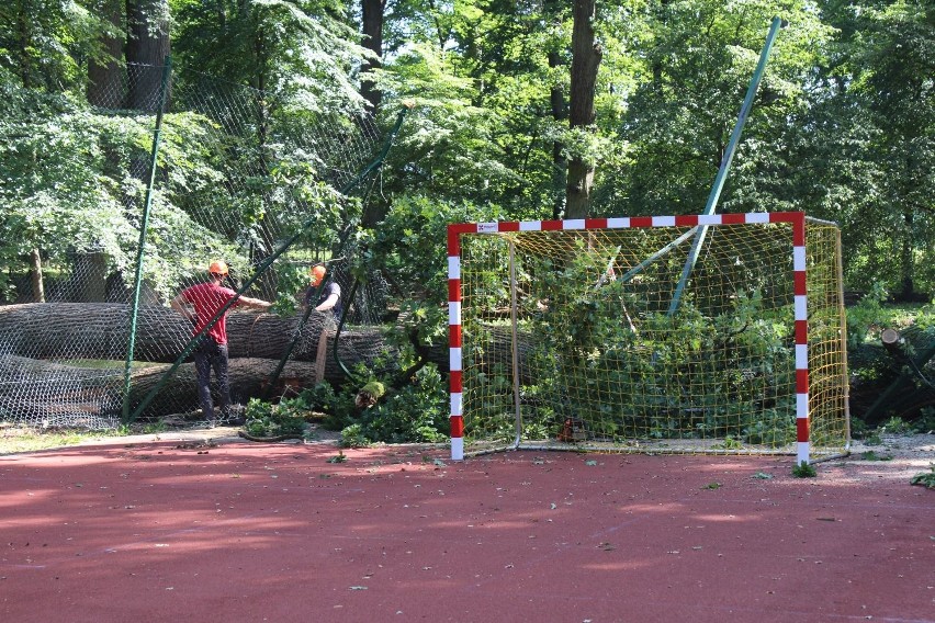 O krok od tragedii, drzewo spadło na boisko rekreacyjne na koszalińskim Rokosowie