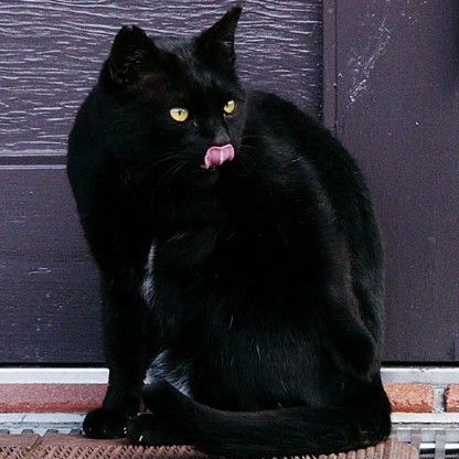 Czarne koty na pewno mogą spowodować alergię. Czy przynoszą także pecha?