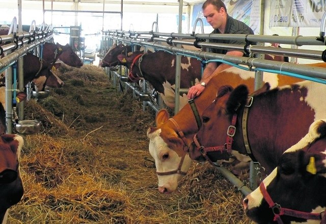 Pomoc na modernizację gospodarstw rolnychWsparcie dotyczy m.in. bydła