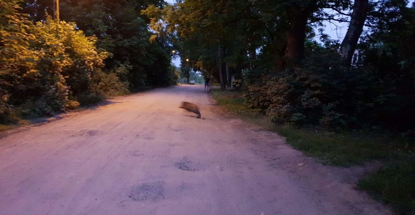 Dziki przy ul. Listopadowej można spotkać każdego dnia - to...