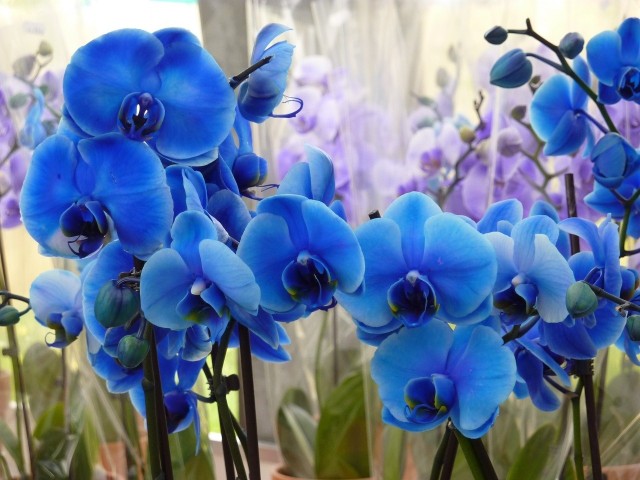 Niebieskie storczyki kuszą ciekawym kolorem. Niestety jest to wynik sztucznego barwienia i kolor nie jest trwały - nowe kwiaty już nie będą tak wyglądać.