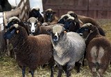 W Kołudzie Wielkiej dyskutowano o walorach mięsa owczego i jagnięcego [zdjęcia]