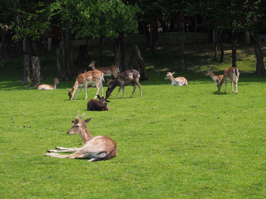 Leśny Park Niespodzianek (Ustroń)...