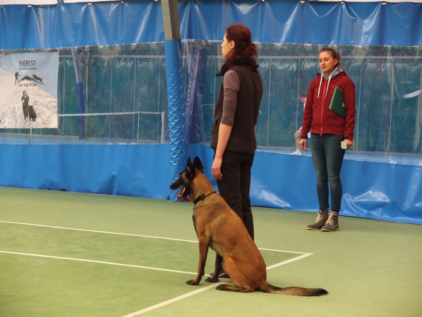 Zawody Obedience w hali tenisowej przy ulicy Oleskiej.