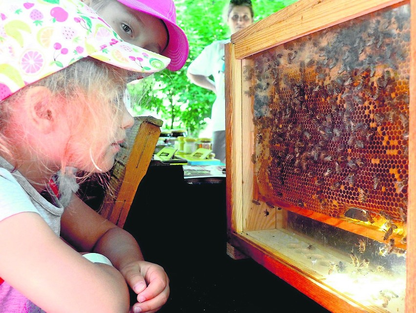 Pszczoły to nie tylko miód. Praca pszczół jest kluczowa dla...