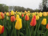 Ogród Botaniczny w Łodzi. W "botaniku" zaczyna kwitnąć ponad 50 tysięcy tulipanów! ZDJĘCIA