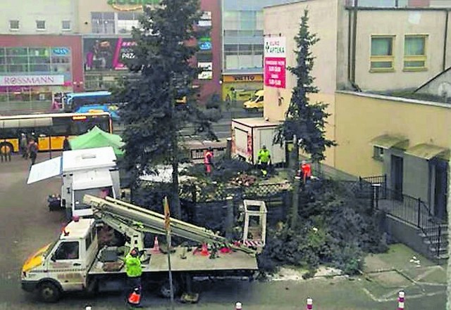 W zamian za wycięte drzewa właściciele terenu muszą posadzić drzewa ozdobne z gatunku głóg pośredni, odmiana Paul’s Scarlet