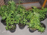 Więzienie w zawiasach i grzywna za 3 krzaki marihuany dla Patryka R. z Torunia