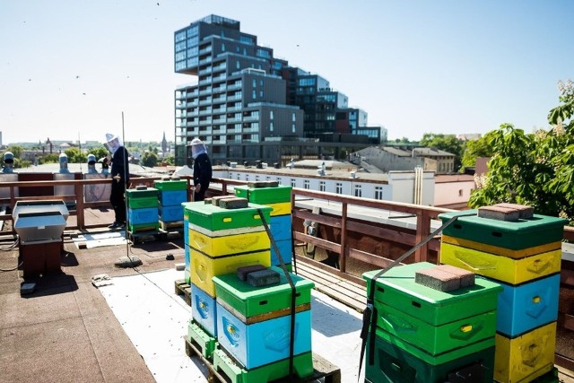 Pasieki miejskie stanowią realne źródło dochodu dla coraz większej liczby pszczelarzy i są doskonałym narzędziem eko-promocji  miast, uczelni i firm. Na zdjęciu pasieka na dachu WSG w Bydgoszczy.
