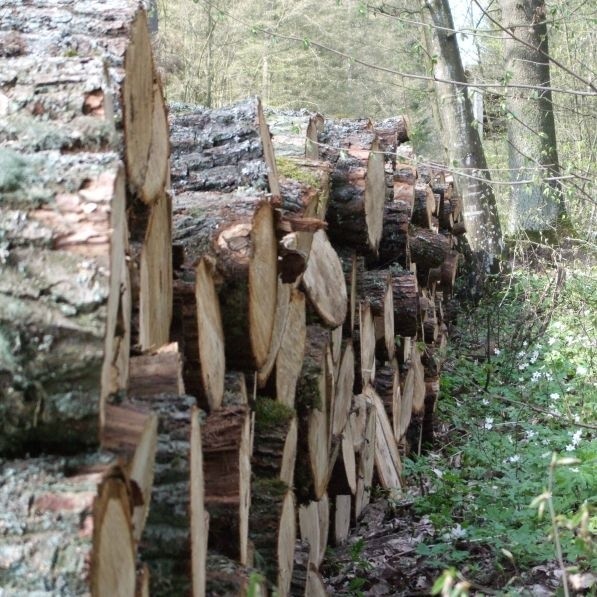 Według RMF FM białostockie kierownictwo Lasów Państwowych miało dopuszczać się nieprawidłowości przy handlu drewnem; sprzedawano je, łamiąc wszelkie procedury