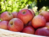 Stare odmiany jabłoni rosły w sadzie u dziadków, a dziś bez trudu można kupić sadzonki. Ile kosztują?