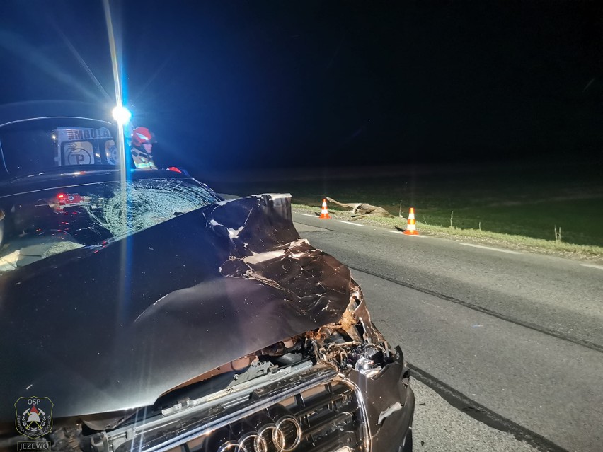 Potrącenie jelenia przez audi w okolicach miejscowości...