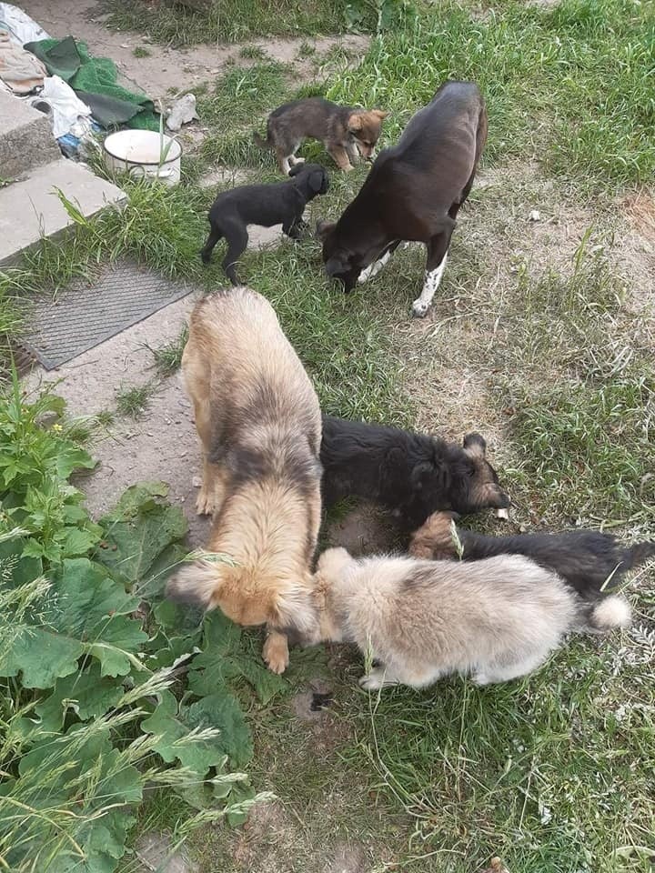 Zapuszczone gospodarstwo w powiecie koneckim i... 21 zaniedbanych psów. Zwierzaki szukają nowego domu (ZDJĘCIA)