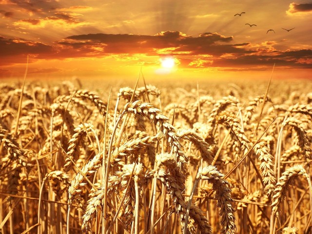 Wyniki modelowania sugerują, że skoki cen pszenicy staną się częstsze i wyższe w miarę ocieplania się klimatu, wywierając dodatkową presję ekonomiczną na społeczeństwa.