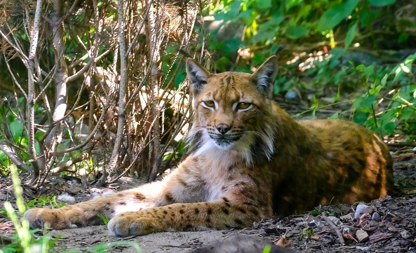 Rysie możemy podziwiać w Ogrodzie Zoobotanicznym w Toruniu