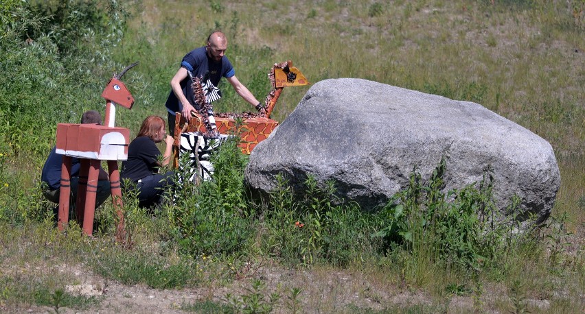 Sawanna w gdańskim ZOO. Lwy polowały na zebrę i żyrafę [WIDEO, ZDJĘCIA]