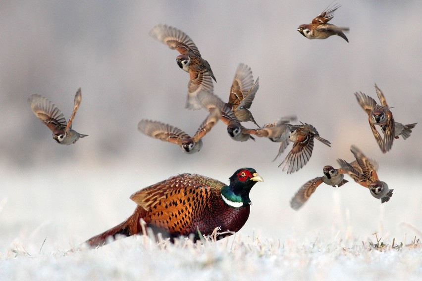 Śląscy fotografowie na liście nagród National Geographic