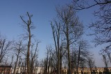 Wielka awantura o wycinkę drzew w Parku Miejskim w Opatowie. Ornitolodzy: To skandal. Burmistrz: Mamy wszystkie pozwolenia [ZDJĘCIA]