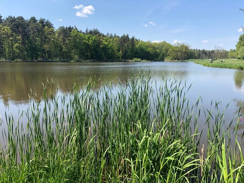 Stawy w Głogowie Małopolskim i ich okolica nabiorą uroku i wypoczynkowego klimatu. Będzie jak w latach 80-tych