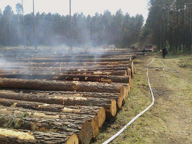 Na miejsce pożaru przyjechało siedem jednostek zawodowej straży pożarnej z Zielonej Góry i OSP. Ktoś podpalił krzaki na zrębie między Zagórzem i Sudołem.Pożar wybuchł około godz. 14.00. – Na miejsce wyjechało siedem jednostek straży pożarnej – informuje mł. bryg. Ryszard Gura, rzecznik zielonogórskich strażaków. To jednostki zawodowe oraz OSP. Przyjechał również Arkadiusz Kapała, nadleśniczy nadleśnictwa Zielona Góra.Ktoś podpalił krzaki na zrębie między Zagórzem i Sudołem koło miejscowości Radomia. Na szczęście pożar został już opanowany i las nie jest zagrożony. Po godz. 15.00 strażacy dogaszali miejsce pożaru.Autor: Piotr JędzuraZobacz też: "Ludzie krzyczeli i uciekali na dach". W pożarze kamienicy w Tczewie zginęły dwie osobywideo: TVN24