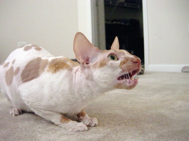 Cornish Rex...