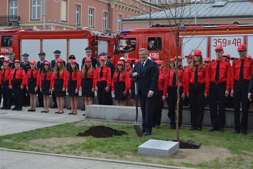 Częstochowa: Wyrwali Dąb Wdzięczności, który zasadził prezydent Komorowski [ZDJĘCIA]