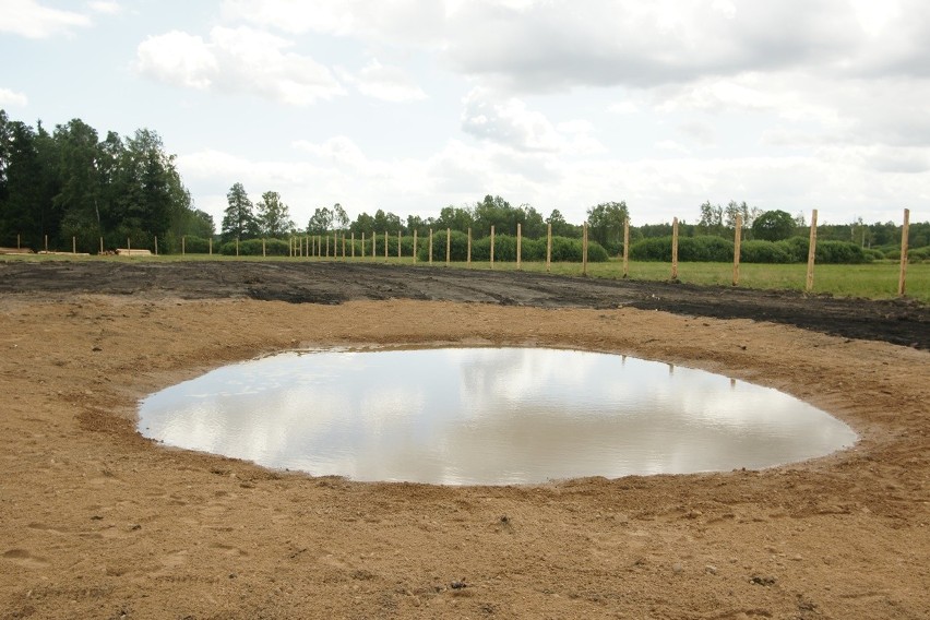 Nadleśnictwo Żednia. Ambitny projekt: Tu zamieszkają żubry (zdjęcia)