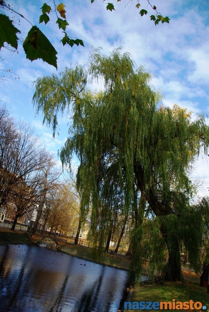 Leszno: Drzewa z parku na placu Kościuszki trzeba wyciąć