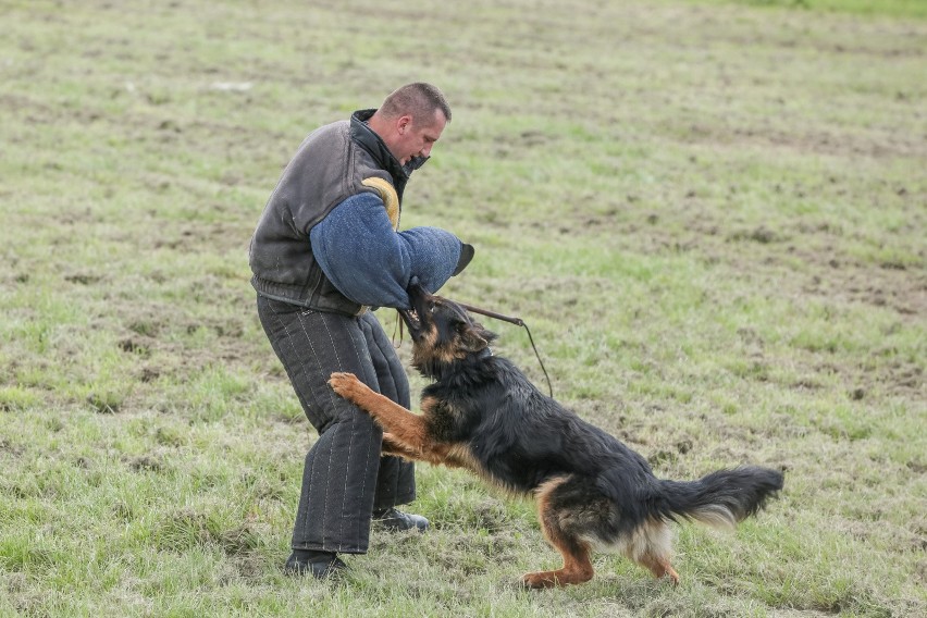 Dlaczego znajomości oraz nepotyzm najbardziej liczą się przy przyjmowaniu psa służby celnej, policji i wojska? 