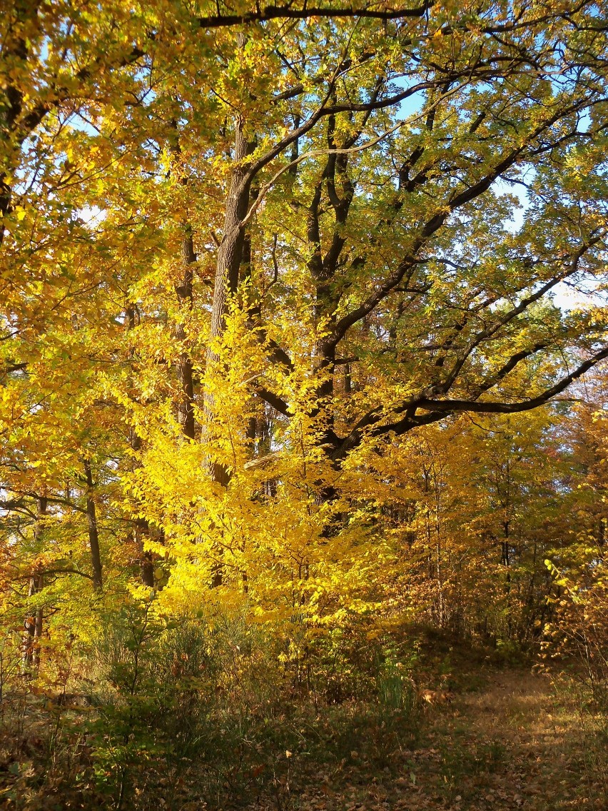 Kolory jesieni. Widoki gór porośniętych bukowym lasem są o tej porze roku najpiękniejsze