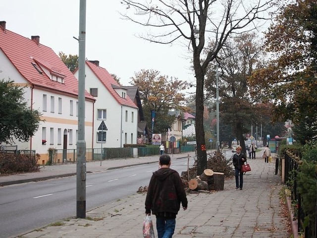 Jedno drzewo przy ul. Darłowskiej w Ustce już runęło na jezdnię. Drugie zostanie usunięte, jeśli zostanie wydana zgoda na wycinkę.  