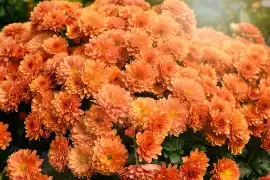 Pomarańczowe kwiaty do ogrodu i na balkon. Zobacz 18 roślin, które warto  mieć | Polska Times