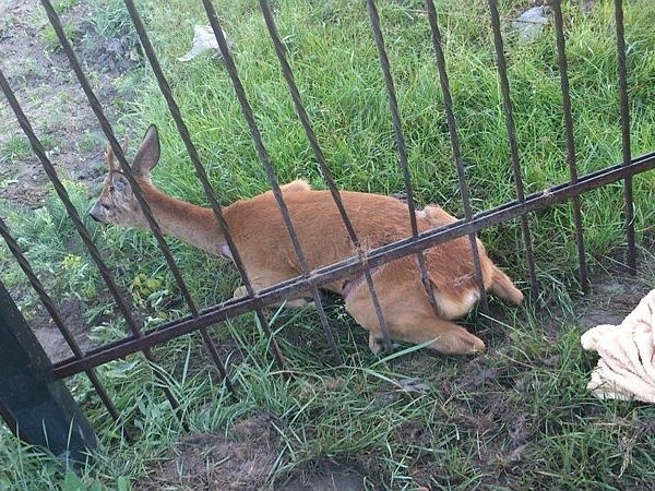 W piątek wczesnym rankiem skwierzyńscy policjanci uwolnili koziołka, który zakleszczył się między metalowymi prętami ogrodzenia.