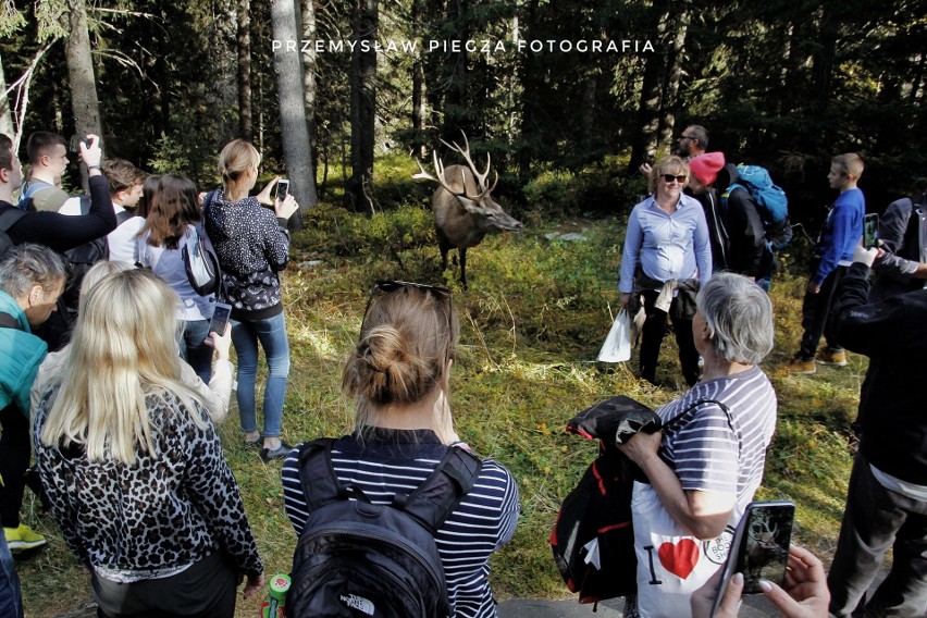 Tatry: Nie pomagają apele i prośby. Turyści dalej karmią jelenia z Morskiego Oka. Zimą czeka go śmierć?