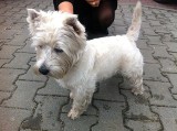 Wrocław: Suczka rasy west terrier znaleziona na Kruczej. Właściciel poszukiwany (FOTO)