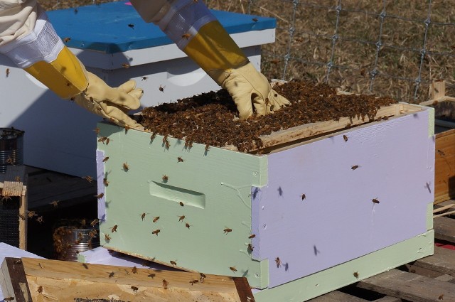 Jeszcze tylko do 31 maja można ubiegać się o wsparcie do przezimowanych rodzin pszczelich z budżetu krajowego w ramach pomocy de minimis w rolnictwie.