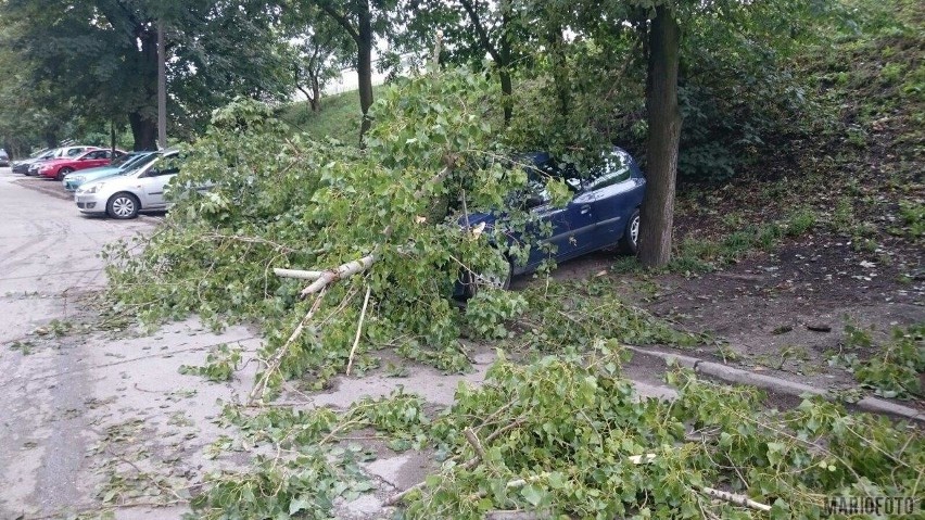 Potężny konar runął na renault clio zaparkowane przy ul....