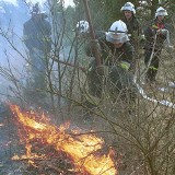Strażacy niemal dwie godziny walczyli z pożarem lasu