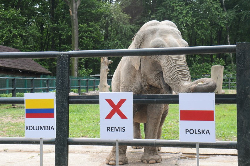 Mundial. Słonica z krakowskiego zoo odbiera złudzenia kibicom biało-czerwonych