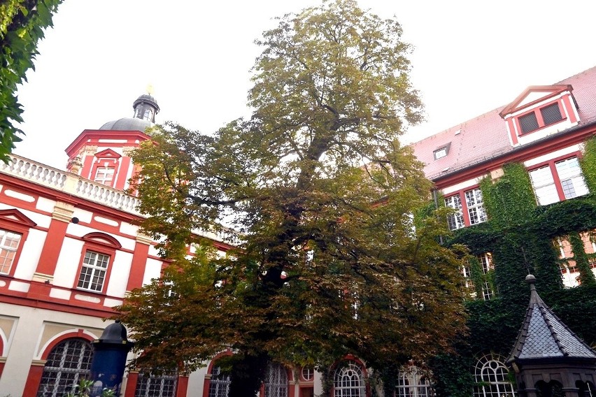 Wrocławskie Ossolineum będzie musiało wyciąć ogromne drzewo...