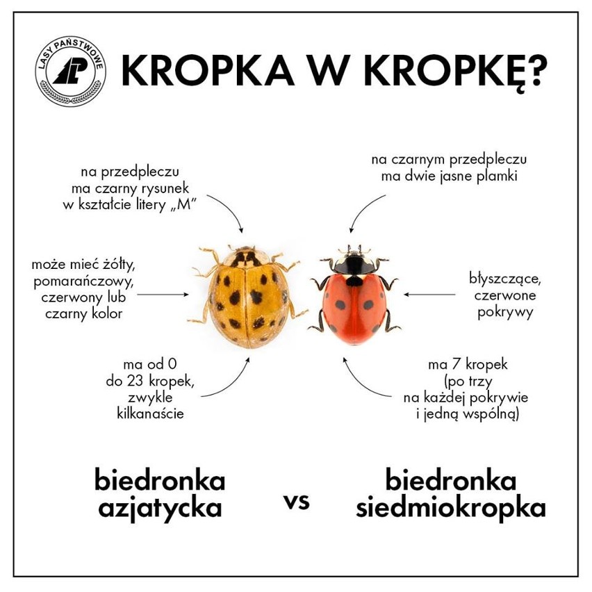 Jak rozpoznać biedronkę azjatycką?