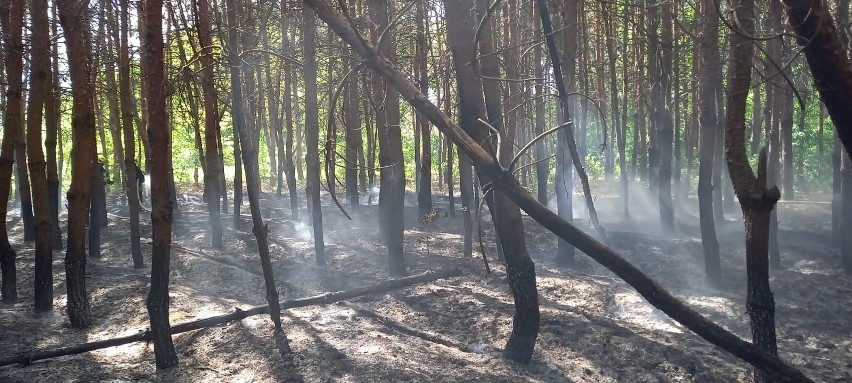 W pożarze spłonęła ściółka w lesie w Odporyszowie. Dzięki...