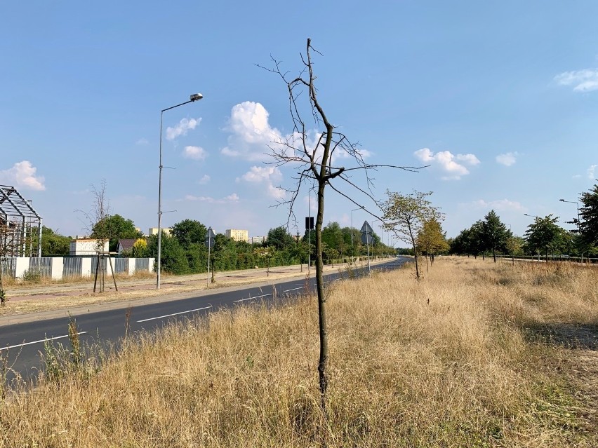 Uschnięte drzewa na Taczaka w Szczecinie. Radny pyta się o nawadniajace worki